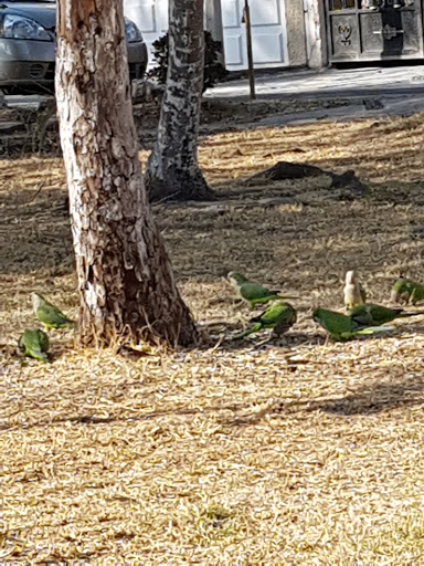 Parque Panchitos