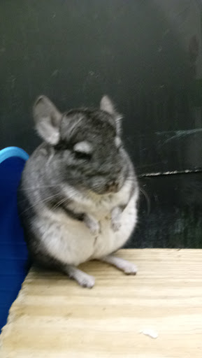 Pet Supply Store «PetSmart», reviews and photos, 47142 Michigan Ave, Canton, MI 48188, USA