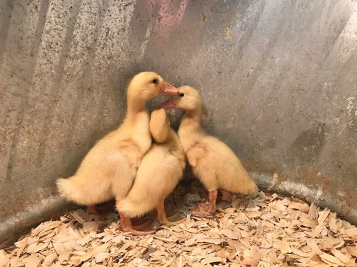 Hardware Store «Buchheit of House Springs», reviews and photos, 4550 Gravois Rd, House Springs, MO 63051, USA