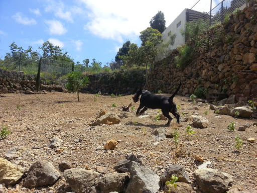 Residencia Canina y Felina, Peluquería Canina, Garras y Patas, Tenerife en Llanito Perera, Santa Cruz de Tenerife