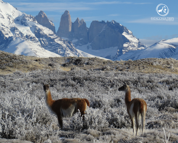 Patagonia Trips Tour Operador - Punta Arenas