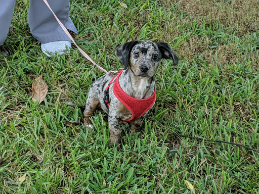 Arkadelphia Pet Care image