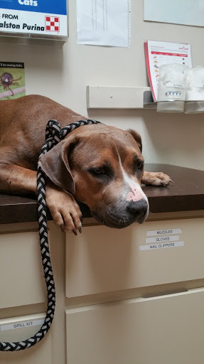 Crescent City Animal Health Center image