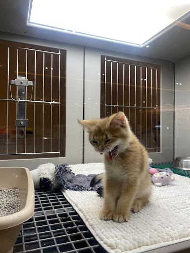 بتلاند | Petland