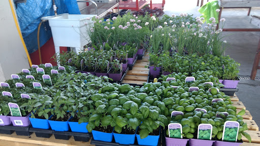 Seedling sales in Montreal