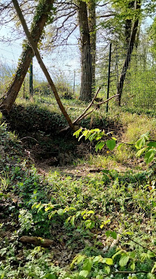 Les arbrisseaux à Poix-de-Picardie