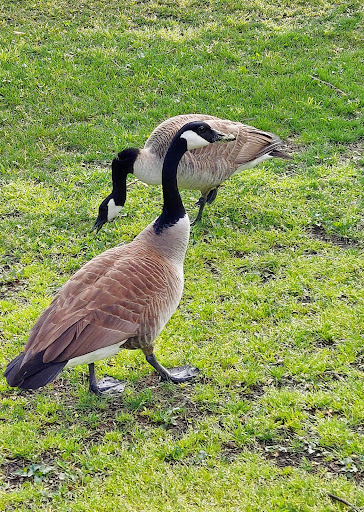 Park «Sparger Park», reviews and photos, 4301 Bedford Rd, Colleyville, TX 76034, USA