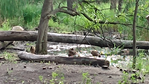 Park «Bass Lake Park», reviews and photos, 3450 Glenhurst Ave, Minneapolis, MN 55416, USA