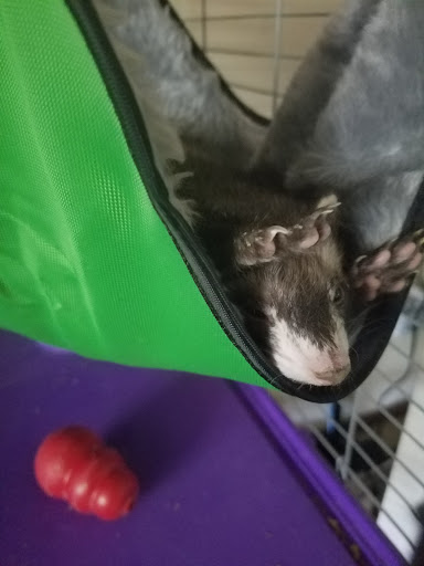 Pet Supply Store «Pet Supplies Plus», reviews and photos, 690 N State St, Westerville, OH 43082, USA