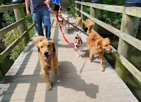 DC Dog Sitter - Car repair in , Lynn - Rated 4.5/5