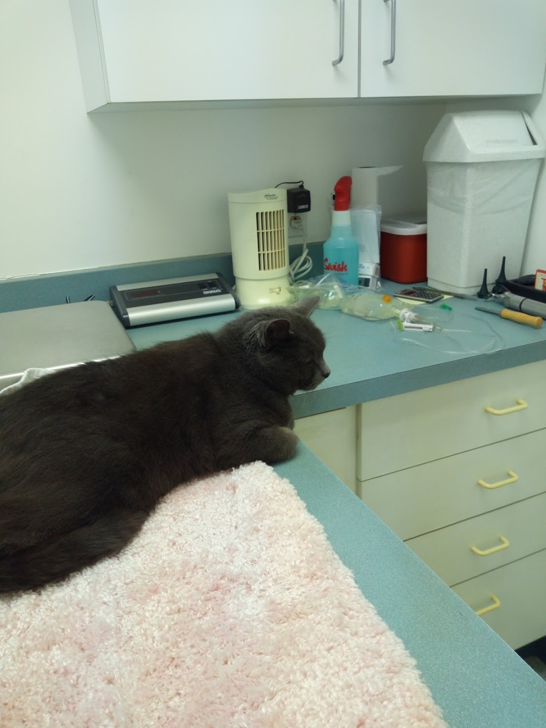 Cats Vermont-Veterinary Clinic for Cats