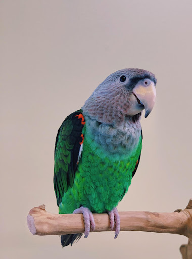 Bird Shop «Paterson Bird Store», reviews and photos, 13 Furler St # 1, Totowa, NJ 07512, USA