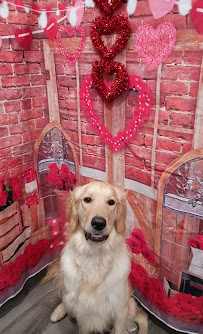 Dogtopia of Midvale - Photo 9 - Car repair in Midvale, UT, Salt Lake City
