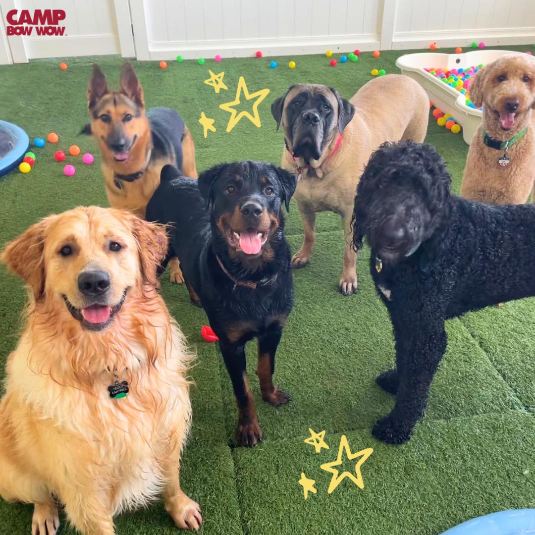 Camp Bow Wow Dog Day Care Center In