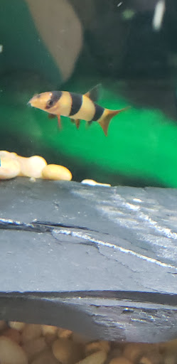 Pet Supply Store «Premium Pet Supply», reviews and photos, 1500 E Empire St, Bloomington, IL 61701, USA