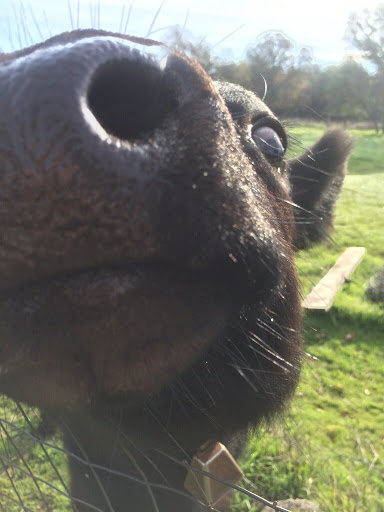 Placer County Animal Services Center image