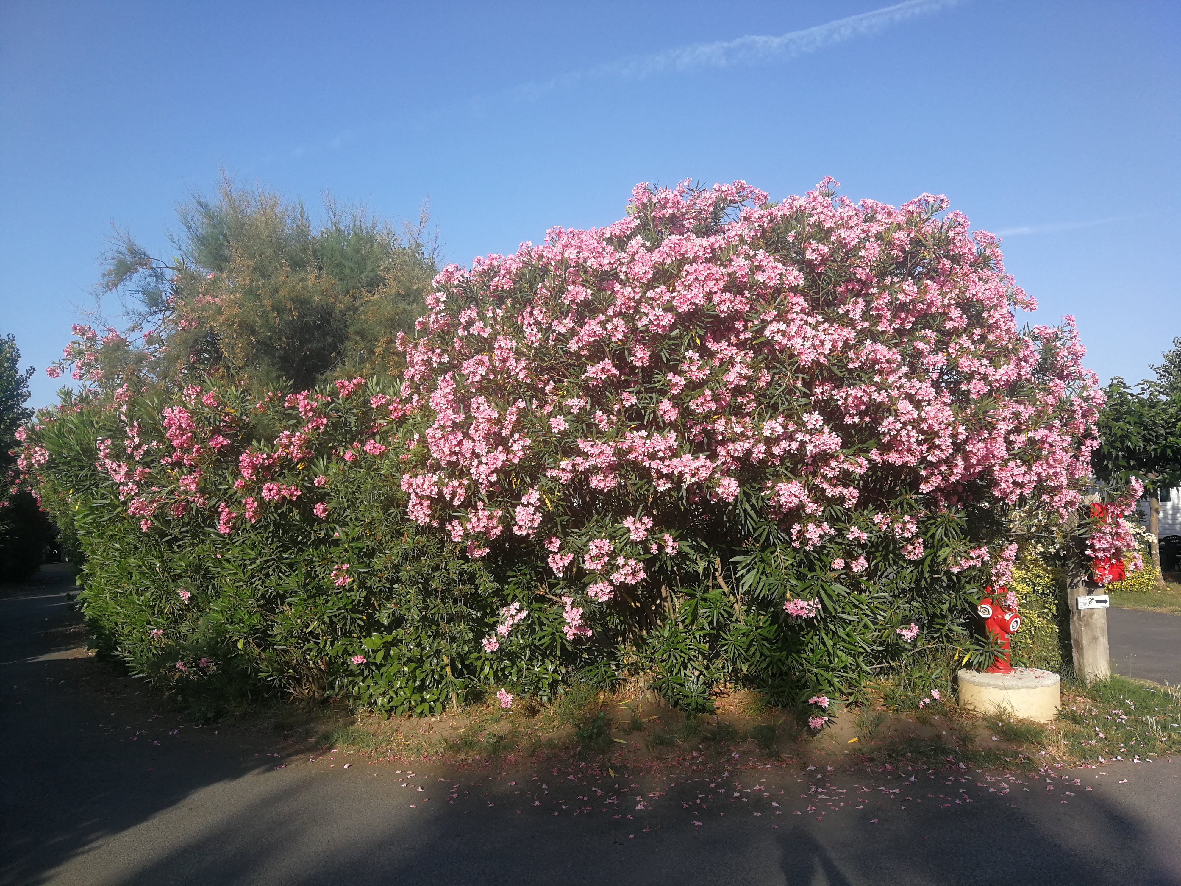 Photo n° 1 de l'avis de mathieu.a fait le 28/07/2019 à 20:21