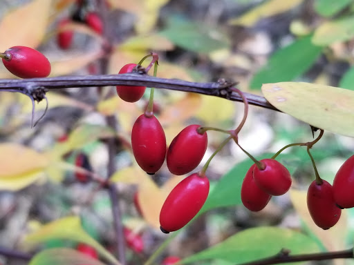 Gift Shop «Impressions of Saratoga», reviews and photos, 368 Broadway, Saratoga Springs, NY 12866, USA