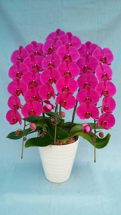 大奇蘭園Dachi Orchids Company
