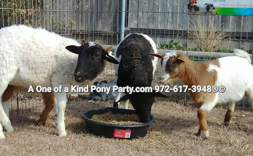 Zoo «A One of A Kind Pony Party», reviews and photos, 912 Bells Chapel Cir, Waxahachie, TX 75165, USA