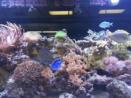 Pet Supply Store «Global Aquatics & Pet Supplies», reviews and photos, 1420 S Carlos Ave, Ontario, CA 91761, USA