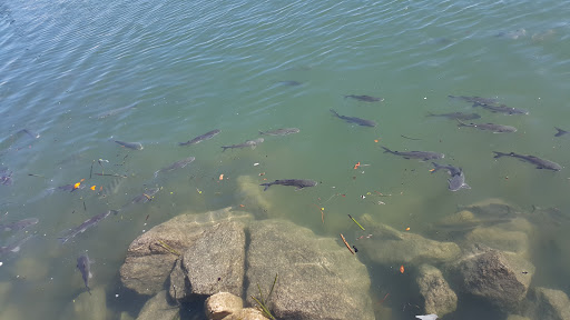 Marina «Fort Pierce City Marina», reviews and photos, 1 Avenue A, Fort Pierce, FL 34950, USA