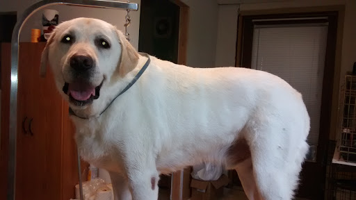 Down Town Hound Dog and Cat Grooming