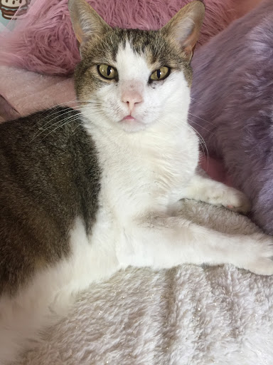 Pet Store «Pet Pizazz», reviews and photos, 1706 Mill Pond Rd, Conway, SC 29527, USA