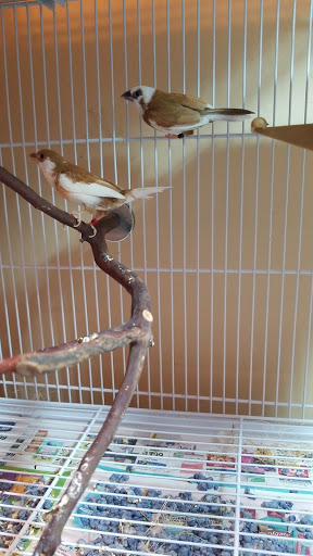 Pet Supply Store «Pet Supplies Plus», reviews and photos, 87 S River Rd, Bedford, NH 03110, USA