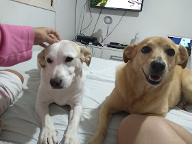 Pet Way Natal