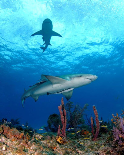 Dive Shop «Dive Shop Kissimmee», reviews and photos, 4916 W Irlo Bronson Memorial Hwy, Kissimmee, FL 34746, USA