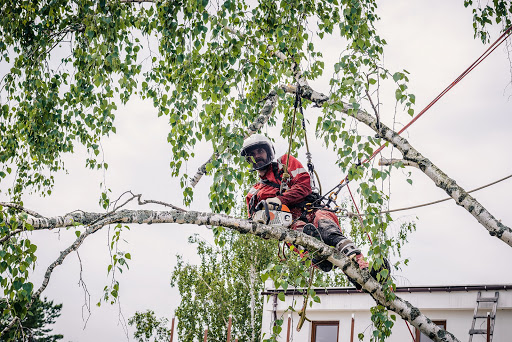 Columbus Tree Service Experts image 2