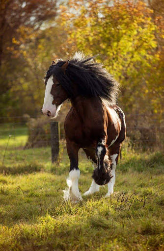 DOUBLE L CLYDESDALE