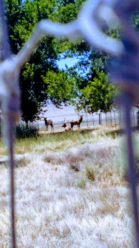 Nature Preserve «Tule Elk Reserve State Natural Reserve», reviews and photos, 8653 Station Rd, Buttonwillow, CA 93206, USA