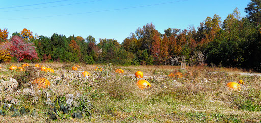 Produce Market «Mt Olympus Berry Farm», reviews and photos, 23298 Jefferson Davis Hwy, Ruther Glen, VA 22546, USA