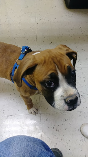 Pet Supply Store «PetSmart», reviews and photos, 1836 Joe Battle Blvd, El Paso, TX 79936, USA