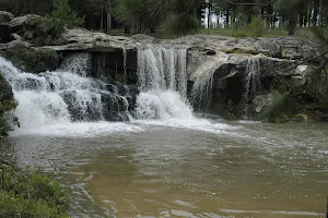 Waterfall Alligator image