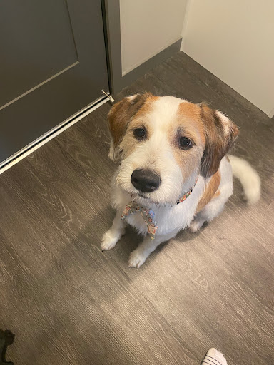 Pet Supply Store «Pet Evolution - Pet Food | Dog Wash | Grooming», reviews and photos, 429 Commerce Dr, Woodbury, MN 55125, USA