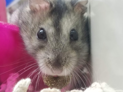 Pet Supply Store «Pet Supplies Plus», reviews and photos, 4500 Arroyo Vista, Livermore, CA 94551, USA