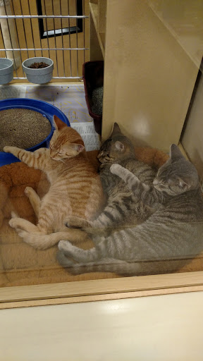 Pet Supply Store «PetSmart», reviews and photos, 637 Woodbury Glassboro Rd, Sewell, NJ 08080, USA