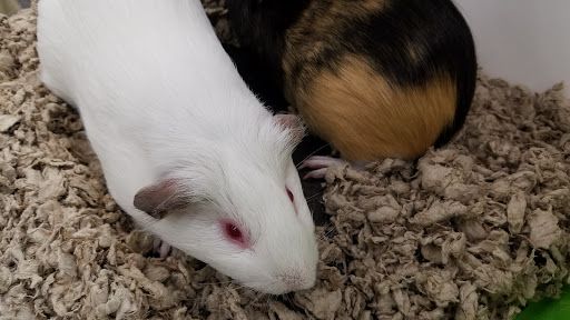 Pet Supply Store «Petco Animal Supplies», reviews and photos, 645 S Green Valley Pkwy, Henderson, NV 89052, USA