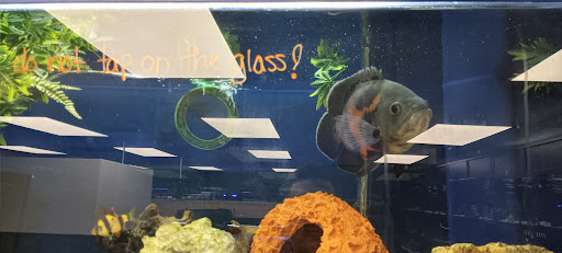 Tropical Fish Store «Saltwater Paradise», reviews and photos, 1313 W Airport Fwy, Irving, TX 75062, USA