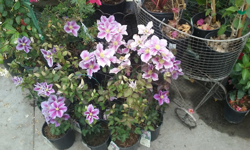 Hardware Store «Orchard Supply Hardware», reviews and photos, 7431 Laguna Blvd, Elk Grove, CA 95758, USA