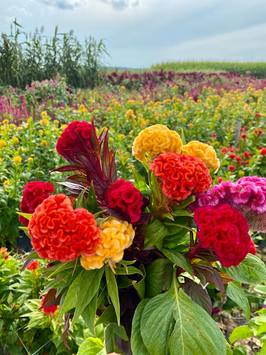 Florist «Pinewood and Posies», reviews and photos, 4547 White Oak Rd, Paradise, PA 17562, USA