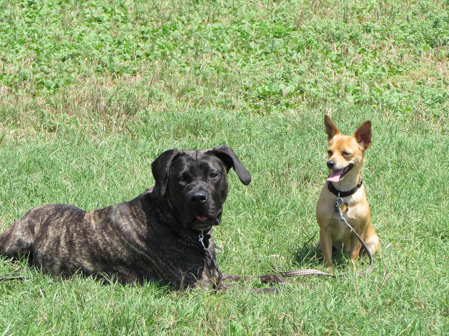 Paws About Town: Canine Training and Obedience