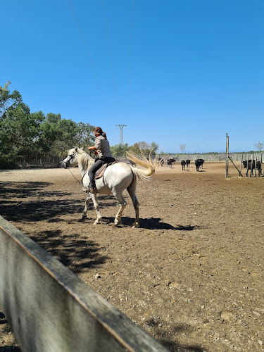 Agence d'excursions en bateau Croisière en Camargue Le Grau-du-Roi