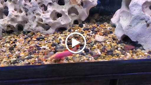 Tropical Fish Store «Aquatic Design», reviews and photos, 1629 N Central Expy, Plano, TX 75075, USA