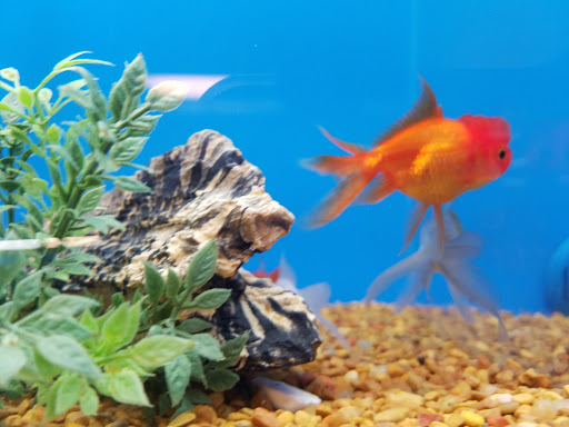 Pet Supply Store «PetSmart», reviews and photos, 3101 Market Center Drive, Morrisville, NC 27560, USA