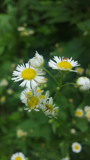 Nature Preserve «Kelley Nature Preserve», reviews and photos, 297 OH-126, Loveland, OH 45140, USA