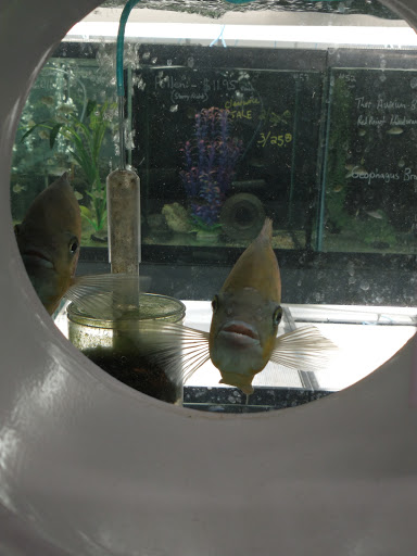 Aquarium Shop «Something Fishy Inc.», reviews and photos, 4764 State Rd, Cleveland, OH 44109, USA